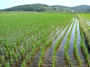 Исследователи обнаружили сорт риса устойчивый к гербициду