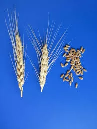 Франция: качество мягкой пшеницы нового урожая существенно выросло