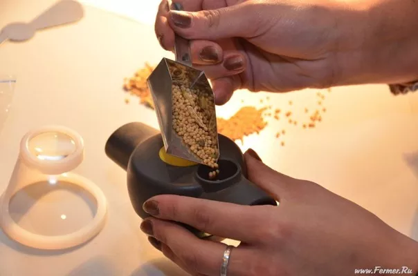 Аграрии оценили урожайность кукурузы, гречки и проса