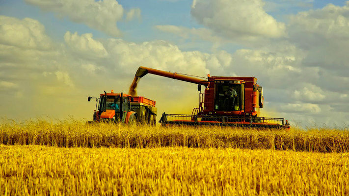 Украина: в Волынской области собрано почти 750 тыс. тонн пшеницы