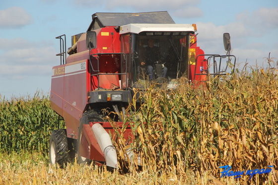 В Мордовии началась уборка кукурузы