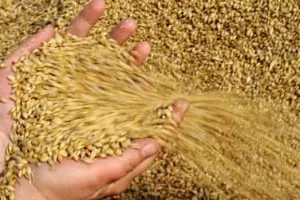 З початку 2017-2018 маркетингового року Україна експортувала 11,3 млн тонн зерна