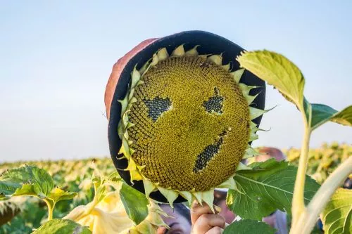 Неблагоприятные погодные условия не привели к ухудшению состояния посевов подсолнечника в Черниговской области