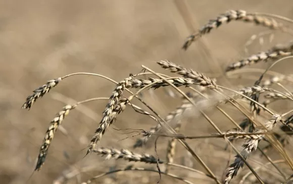 Погодные условия в конце сентября способствовали завершению уборки яровой пшеницы – Казгидромет