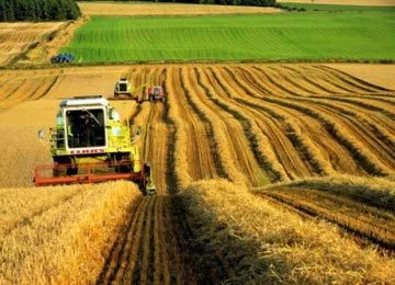 Погодный фактор привел к снижению урожайности сои в Кировоградской области