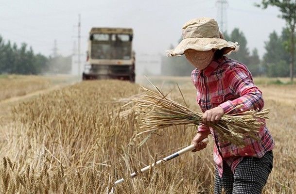Відмова Китаю купувати урожай 2016 року стане економічним ударом для України
