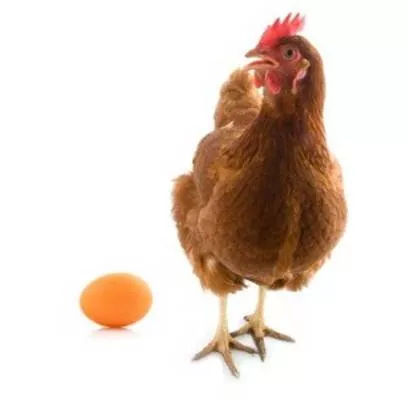Экспорт куриных яиц из Украины увеличился  до 62 тыс.