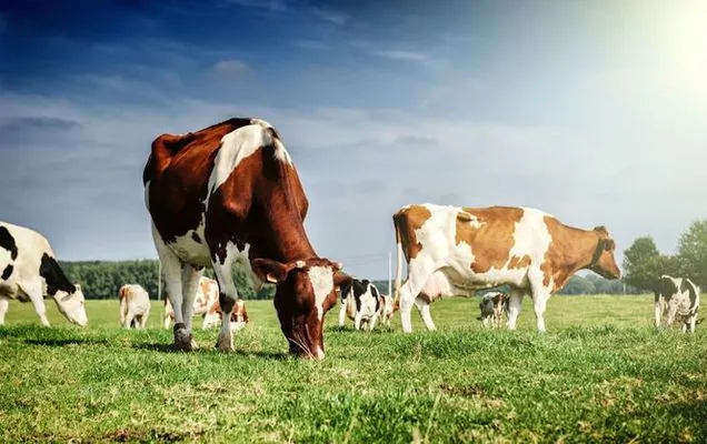 Український вчений розробив екологічний корм для свійських тварин