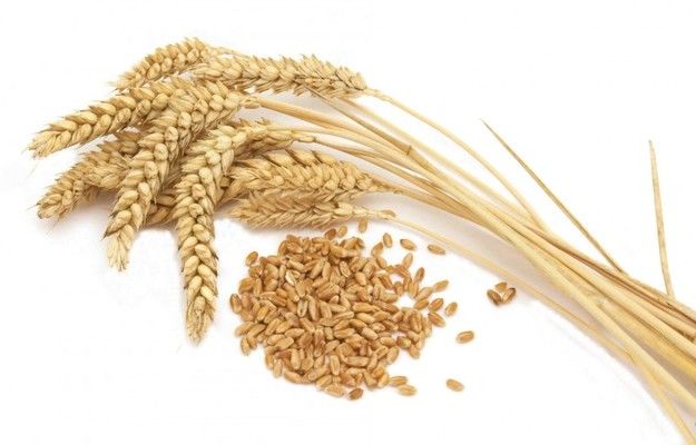 Украина: ПАО «Аграрный фонд» закупает около 20% от потребности страны в продовольственной пшенице