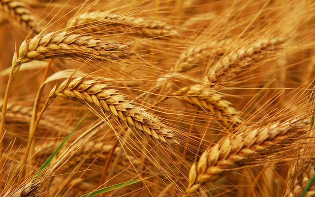 Египет отменил тендер по закупке пшеницы