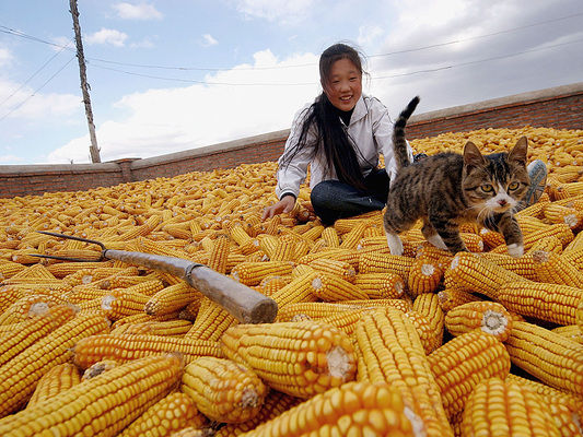 В Китае резко вырос дефицит предложения кукурузы