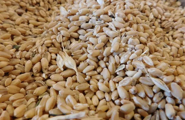 USDA снизило прогноз производства фуражного зерна в Украине