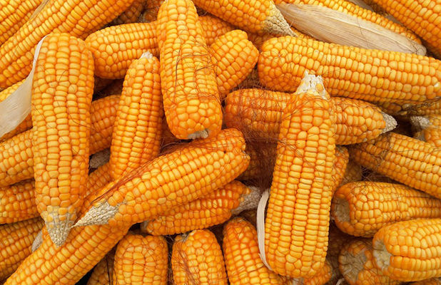 Трейдерам приходится поднимать цены, чтобы купить украинскую кукурузу