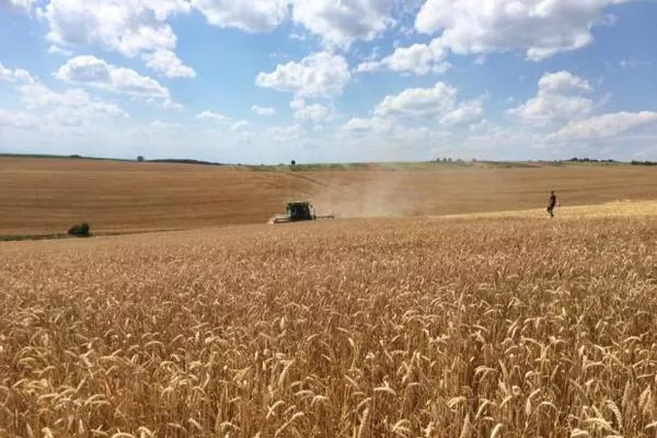 IGC увеличил оценку мирового производства ячменя в 2016/17 МГ