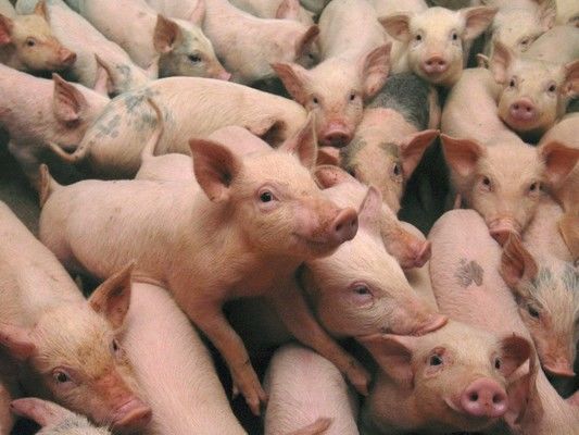 В Украине поголовье промышленных свиней снизилось на 387 тыс. голов
