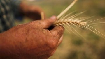 Украина увеличила выручку от аграрного экспорта на 25% 