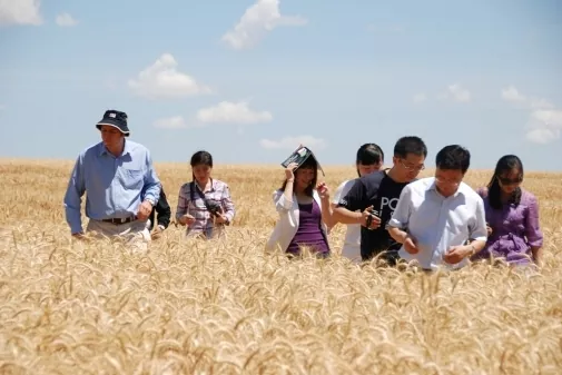Япония закупила на тендере планировавшийся объем пшеницы