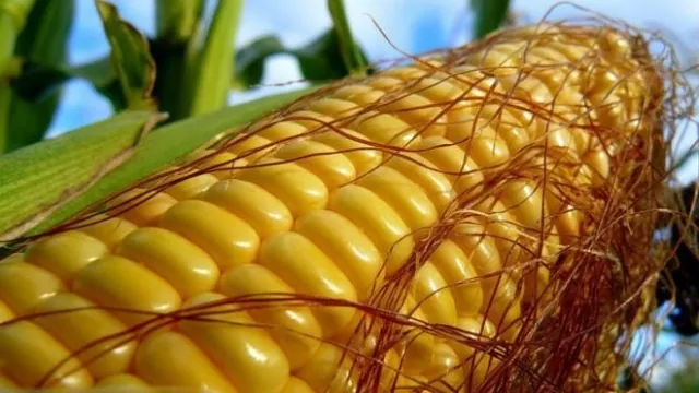 Зібрано майже 10 млн тонн кукурудзи нового врожаю