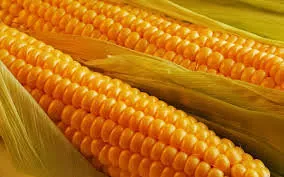 ГФС раскрыла незаконный экспорт зерна и арестовала кукурузы на 35 млн грн
