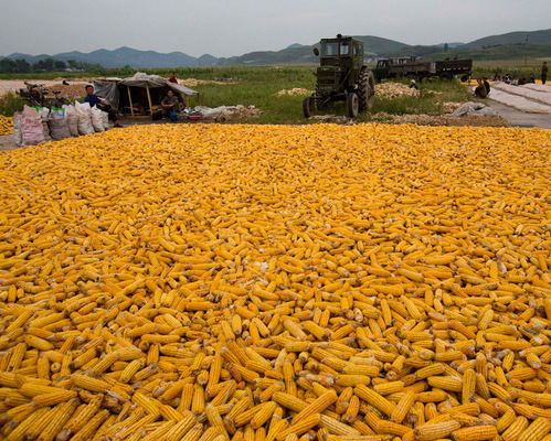Импорт кукурузы в Индонезию с начала т.г. достиг 2,8 млн. тонн