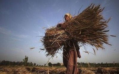 Индия повысила минимальную закупочную цену местной пшеницы