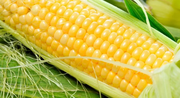 Прогноз производства кукурузы в ЮАР повышен до 7,3 млн т — СЕС