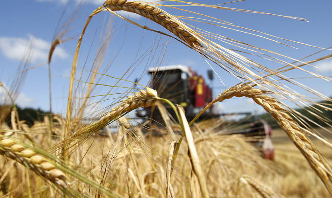 Мінагрополітики уточнило прогноз урожаю зернових у 2017 році