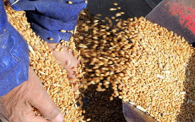 ОККО Агротрейд экспортировала первые 0,5 млн т зерна