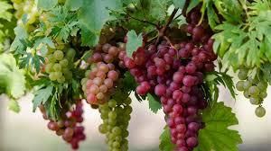Імпорт винограду впав на 20%
