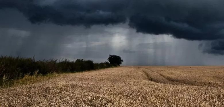 Погодні умови можуть збільшити попит на сушку зерна