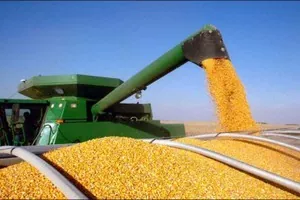 Виробництво зернових і зернобобових культур збільшиться на 7%