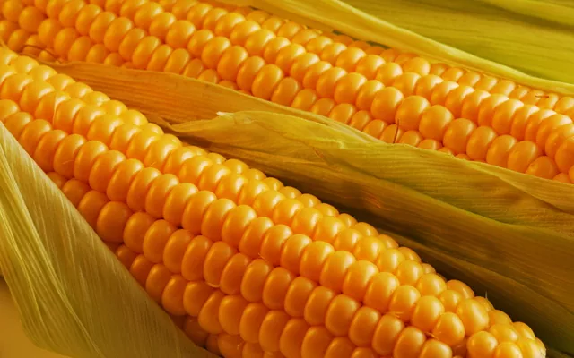 Институт зерновых культур НААН представил новые гибриды кукурузы