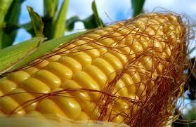 Кукурудзи в Україні буде зібрано менше, ніж у минулому році