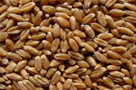 ГПЗКУ и ССЕС обсудили увеличение поставок зерновых в Китай