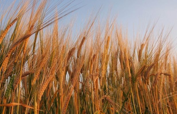 В Украине ожидают высокий урожай пшеницы — эксперт