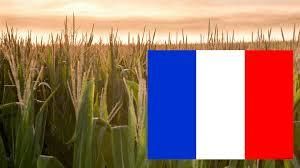 В 2017 году производство кукурузы во Франции возрастет до 14 млн. тонн