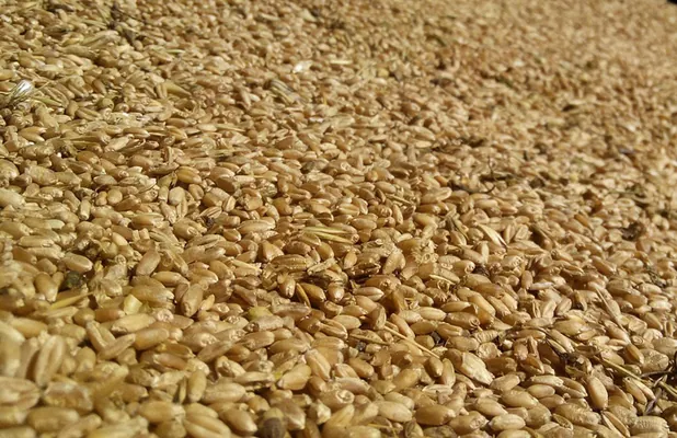 ГПЗКУ переработала почти 73 тыс. т зерновых