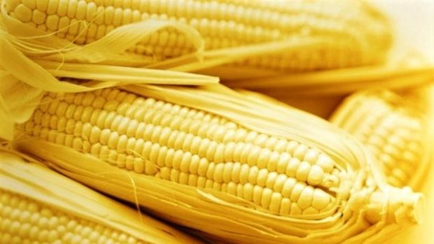 Беларусь собрала более 850 тыс. тонн кукурузы на зерно