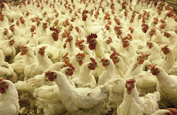 Госпродпотребслужба проведет внеплановую проверку крупного производителя курятины