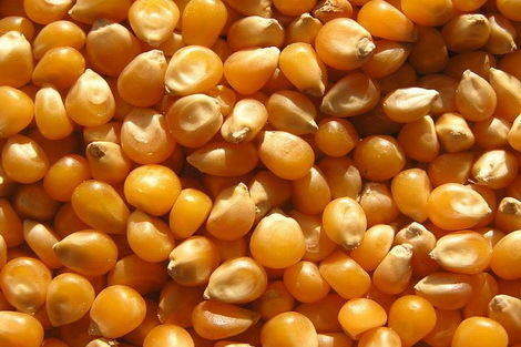 За 10 месяцев Украина выручила от экспорта кукурузы $2,42 млрд