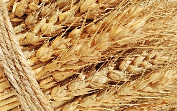 Прогноз производства пшеницы в Бразилии снижен