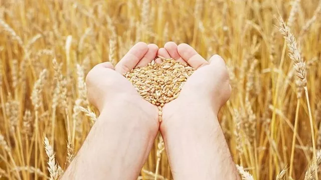 Вже зібрано 55 млн тонн зернових культур