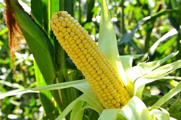 Цены на украинскую кукурузу будут зависеть от урожая в США — Кучер