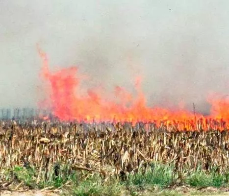 В Китае уничтожили поле ГМ-кукурузы