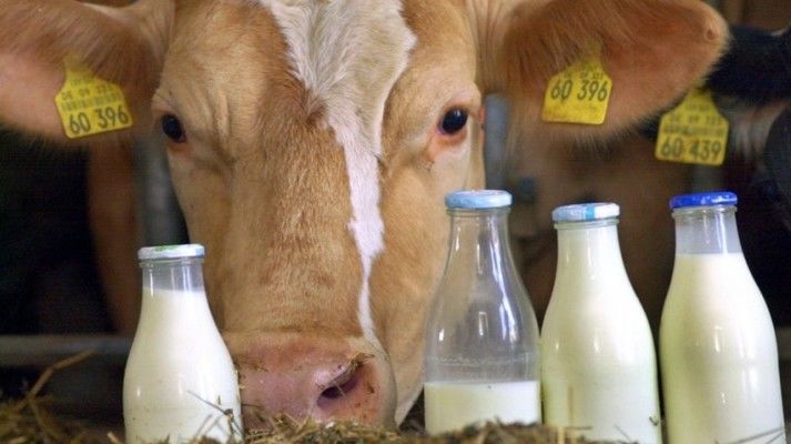 ТОП-10 українських виробників молочної продукції