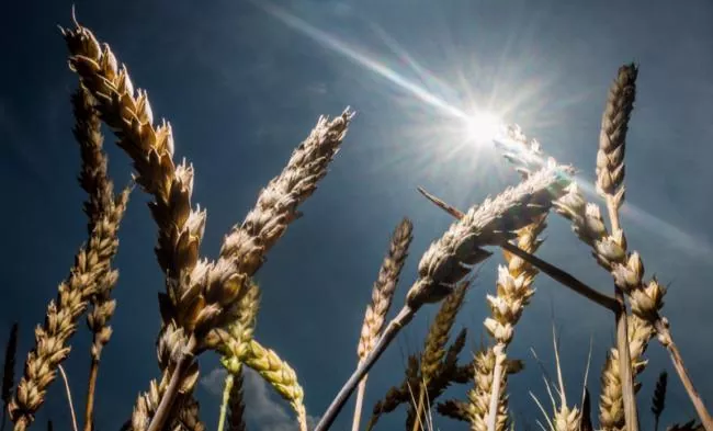В 2017 году производство зерновых и зернобобовых культур в Украине сократится на 5,9%