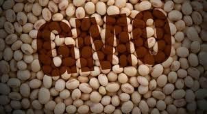 Україна постачає на зовнішні ринки ГМО-сою