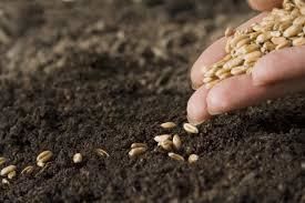 Посевы озимой пшеницы в Житомирской области находятся в хорошем состоянии