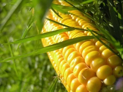 Прогноз производства кукурузы в Украине в 2017 году снижен до 25,4 млн. тонн – ИА «АПК-Информ»