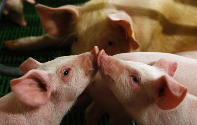 Поголів’я свиней скорочується удвічі швидше, ніж минулого року.  